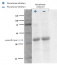 S6K1-2 | Ribosomal-protein S6 kinase homolog 1,2 - phosphorylated